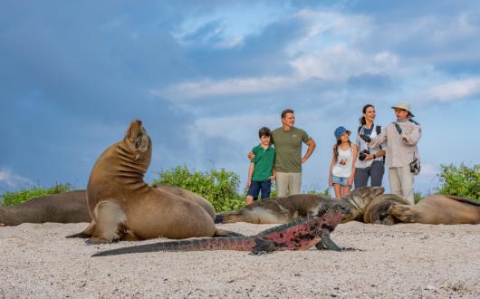 Seal on a beach with family and guide watching behind