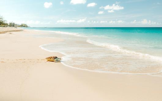 Turtle on a Cayman Islands beach