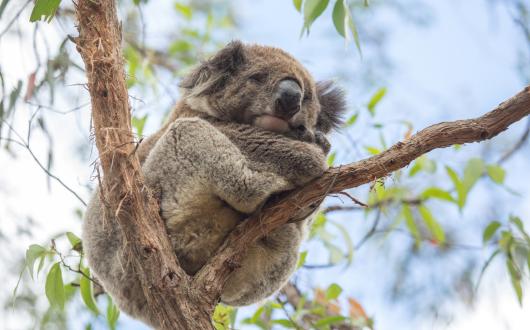 Koala sleeping in tree