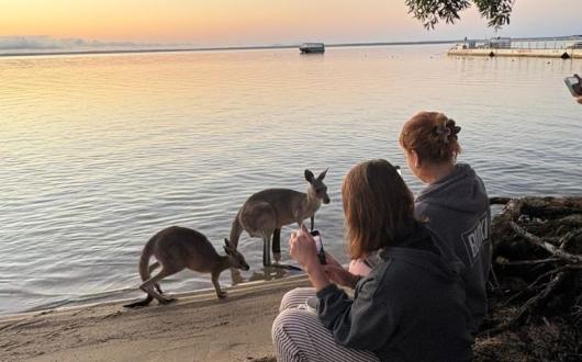 Kangaroos at sunrise in Noosa