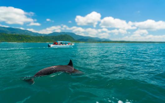 A group observes a dolphin from a distance