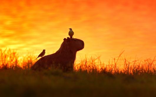 Capybara in Brazil