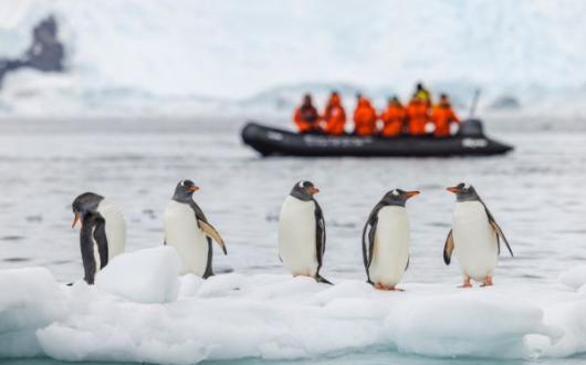 Gentoo penguins on an ice floe with tourists on a Zodiac cruise