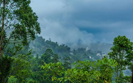 A cloudy day in the Sri Lankan rainforest