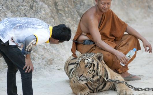 Tiger Temple Thailand