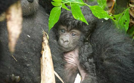 Baby gorilla 3
