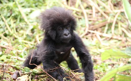 Baby gorilla Rwanda