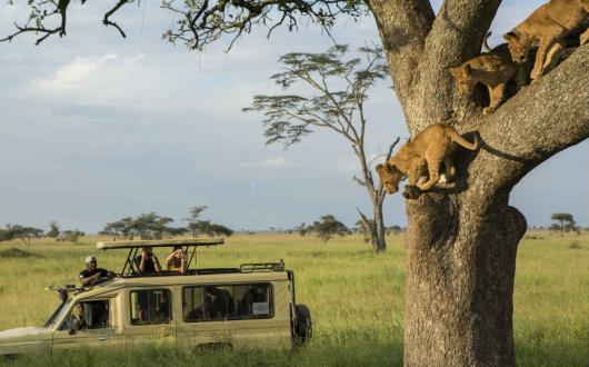 Africa Tanzania Serengetti Lions G Adventures