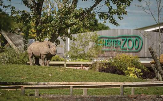Rhino at Chester Zoo