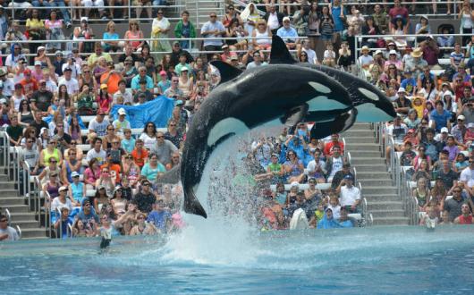 SeaWorld, Orcas