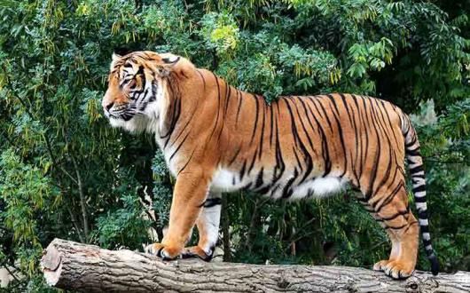 Tiger in Rajasthan.jpg