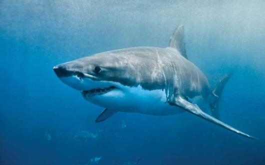 Great-White-Shark.jpg