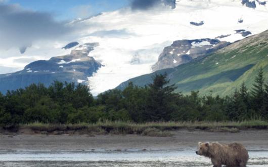Alaska, bear