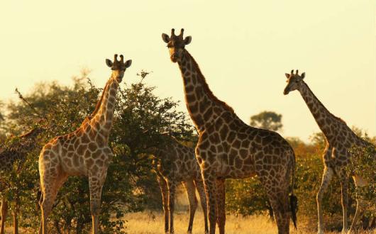 Giraffe, safari, Africa
