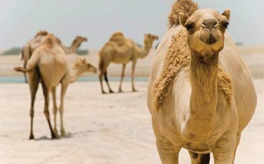 Camels-in-the-desert.jpg