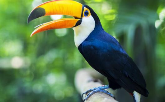 Toucan ThinkstockPhotos-504784032.jpg