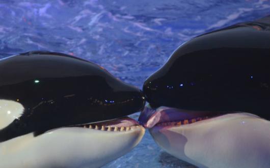 SeaWorld orca killer whale ThinkstockPhotos-467244249