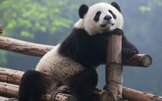 panda_ThinkstockPhotos-468446643.jpg
