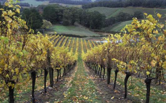 Vines in the Adelaide Hills Australia wine