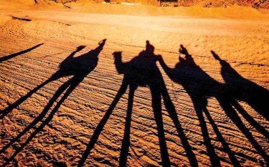 Camels in desert Sharm El Sheikh Egypt iStock_24885392_LARGE