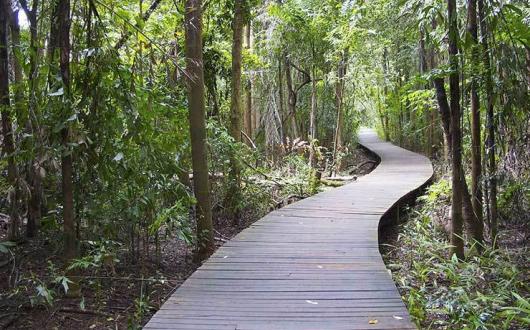 Burma path through jungle pyinoolwin-448132_1920