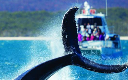 Hervey Bay Whales Tail.jpg