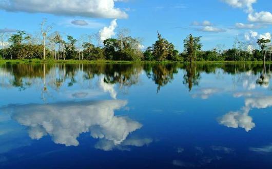 Amazon-Tree-Reflection.jpg