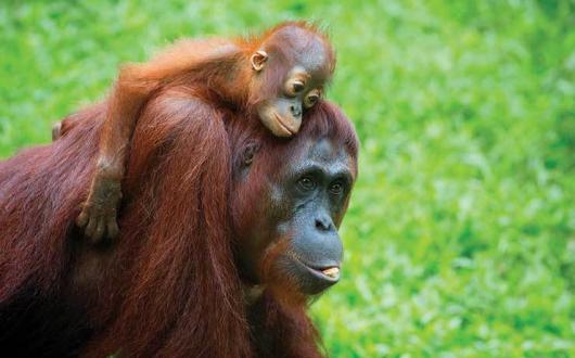 Malaysia Borneo orangutan with baby