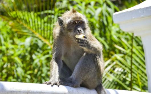 Mauritius Monkey.jpg