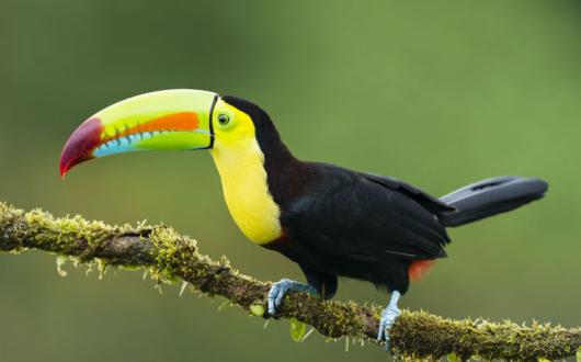 Toucan.jpg