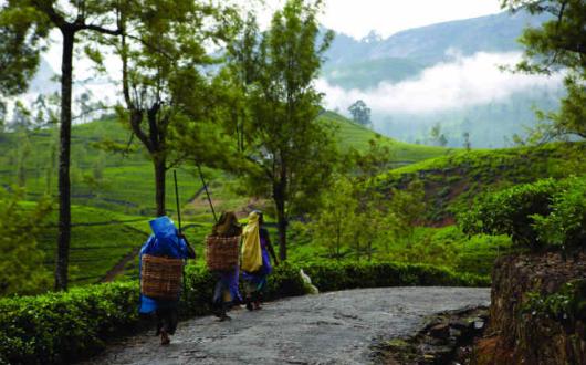 tea pluckers set out 1 Sri Lanka.JPG