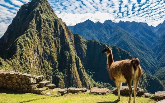 Huayna Picchu mountain at Machu Picchu with llama