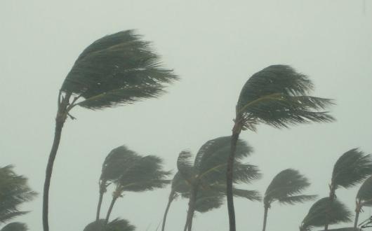 Palm trees suffer hurricane winds
