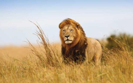 Lion on the savannah