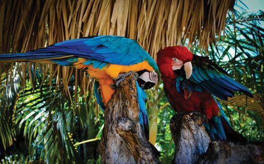 Dominican Republic macaques