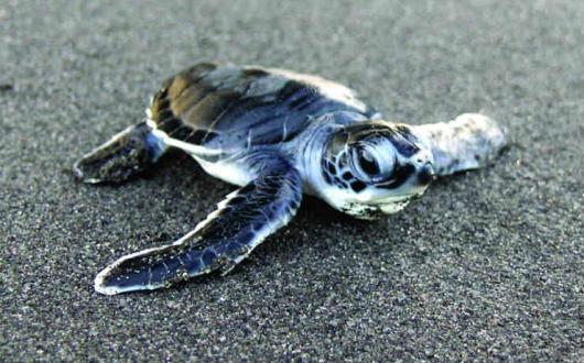 GreenTurtleHatchling_Rosalie_Bay_Dominica1.jpg