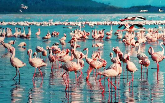 Pink Flamingoes on Lake Nakuru, Kenya