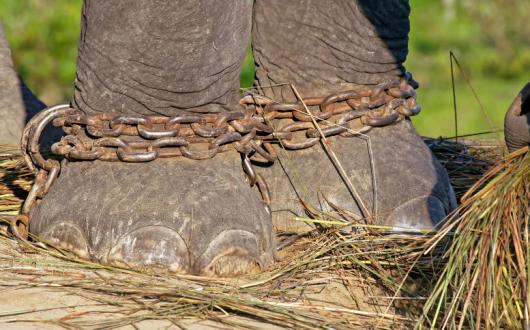 Elephant_chains_.jpg