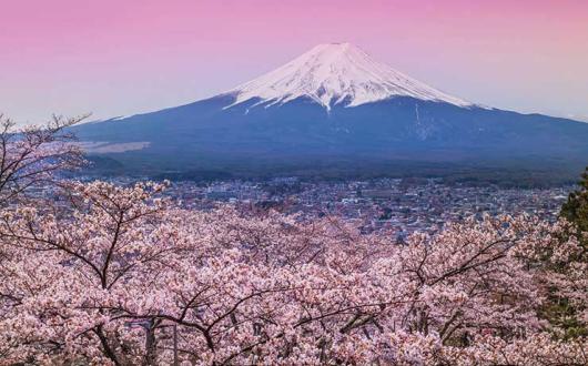 Mount Fuji and Cherry Blossom