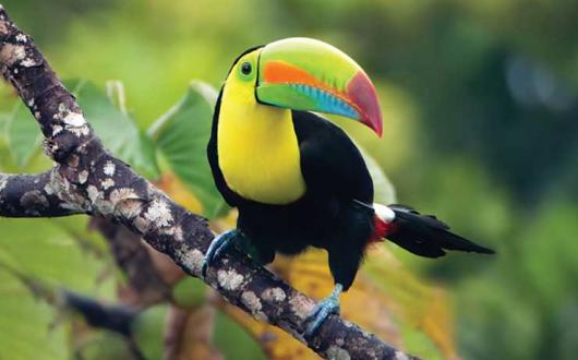 Toucan in the jungle, Costa Rica iStock-135357791.jpg