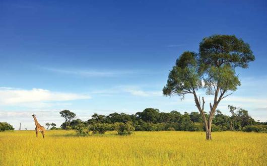 Giraffe in Kenya safari