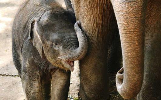 Baby elephant