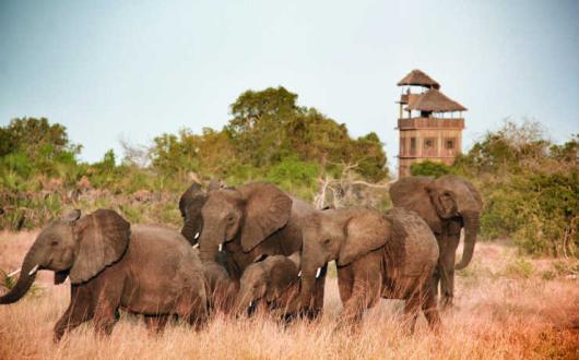 How Many Elephants fears dwindling tourism revenue could limit efforts to fight elephant poaching