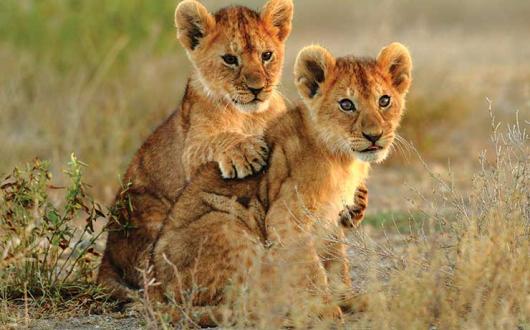 Lion cubs in Serengeti