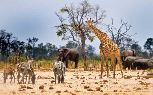Giraffe, zebras and elephants on safari