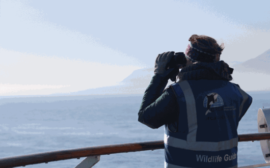 ORCA---Wildlife-Officer---Silver-Wind_METhumb.gif