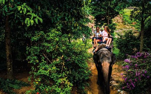 Riding an elephant through the jungle
