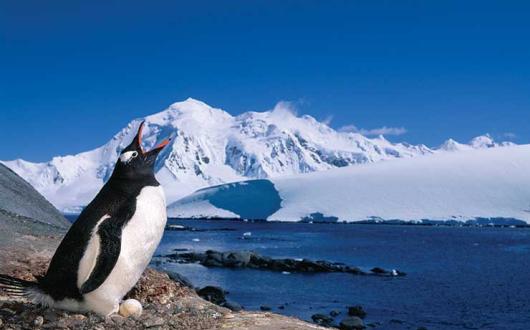 SILVERSEA Gentoo Penguin-Antarctic Peninsula