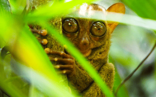 Tarsier-philippines-WO.gif