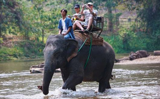 Elephant trek